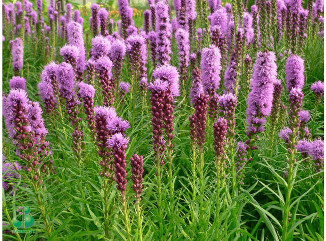 Liatris spicata   'Kobold'